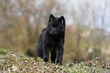 SCHIPPERKE 771